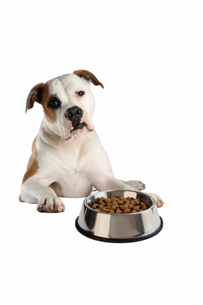 Perro comiendo pienso