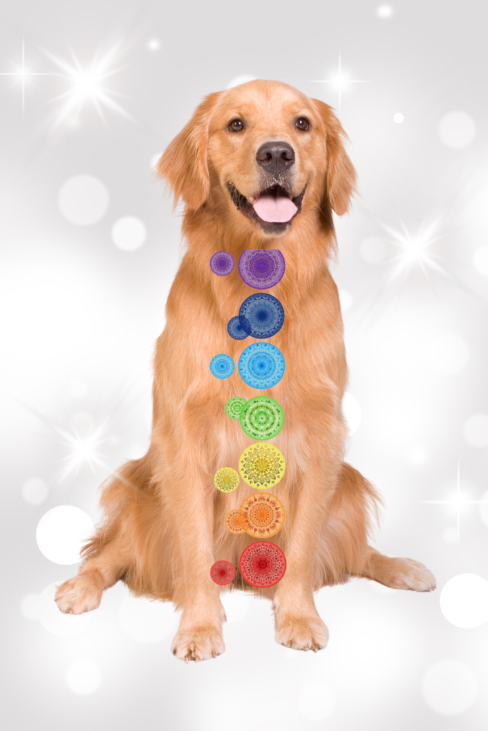 Chakras en mascotas