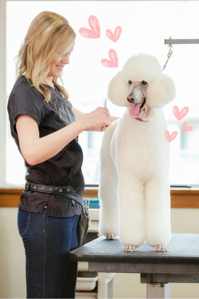 Peluquería canina