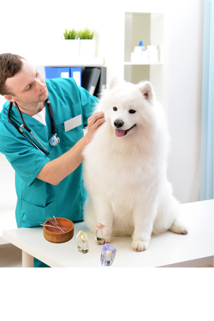 Medicina integrativa para mascotas