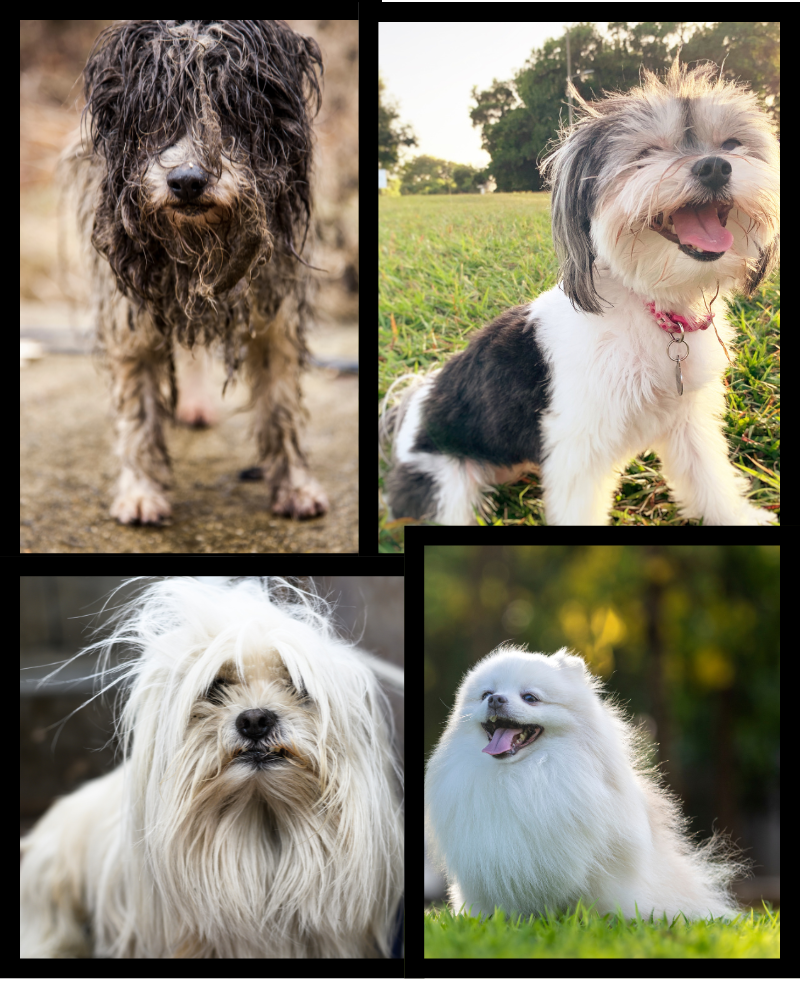 Perros descuidados vs perros cuidados