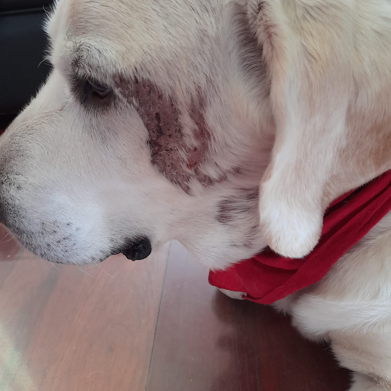 Hijo perruno de Andrés Niño