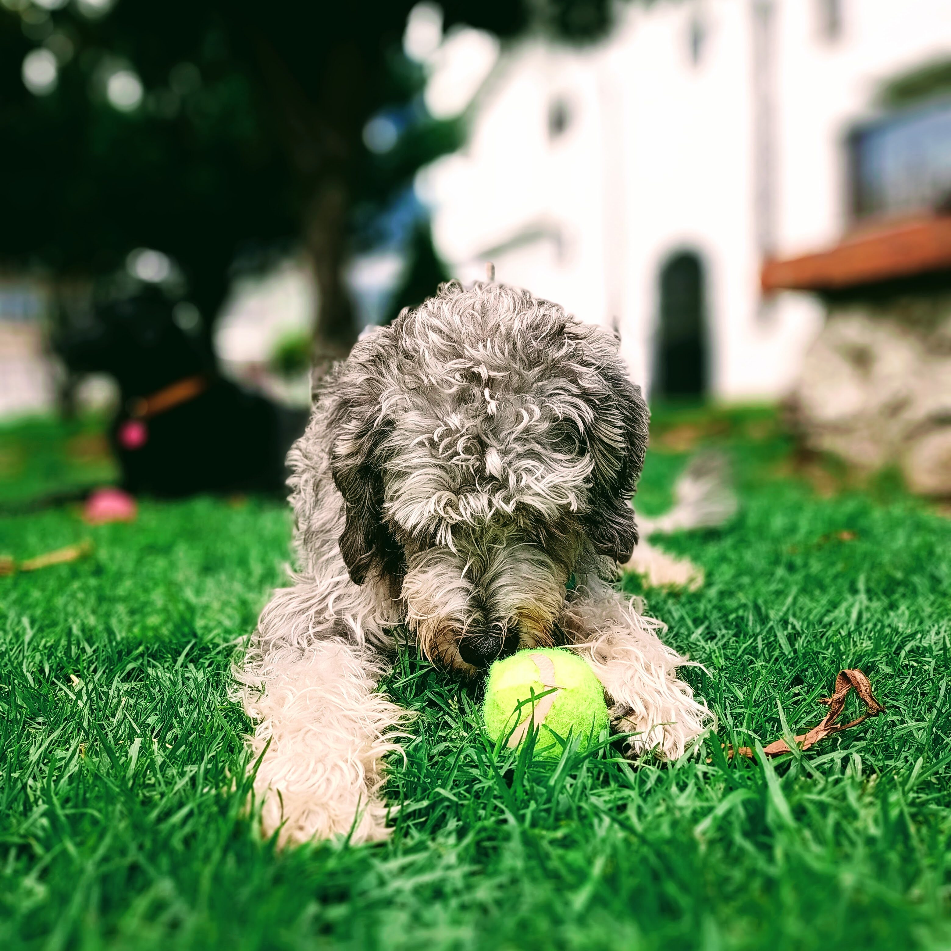 Noopy