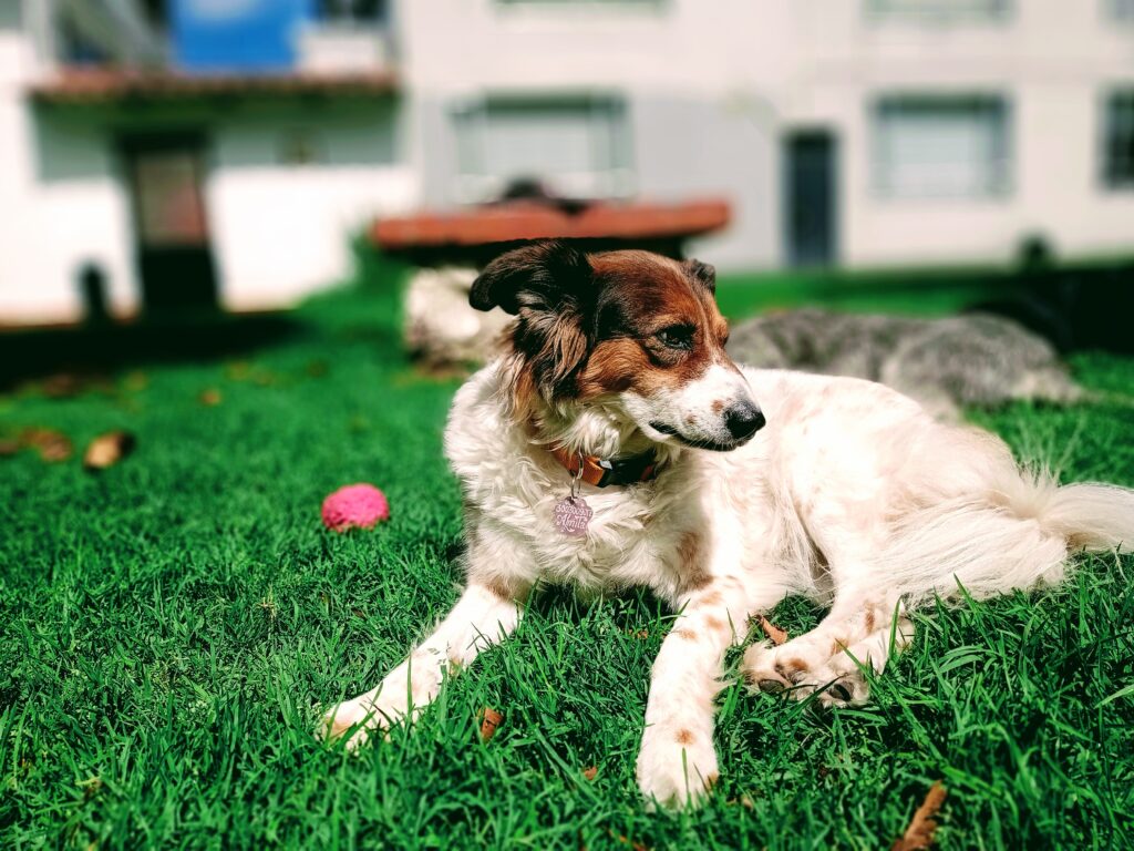 Mi perrita Almita