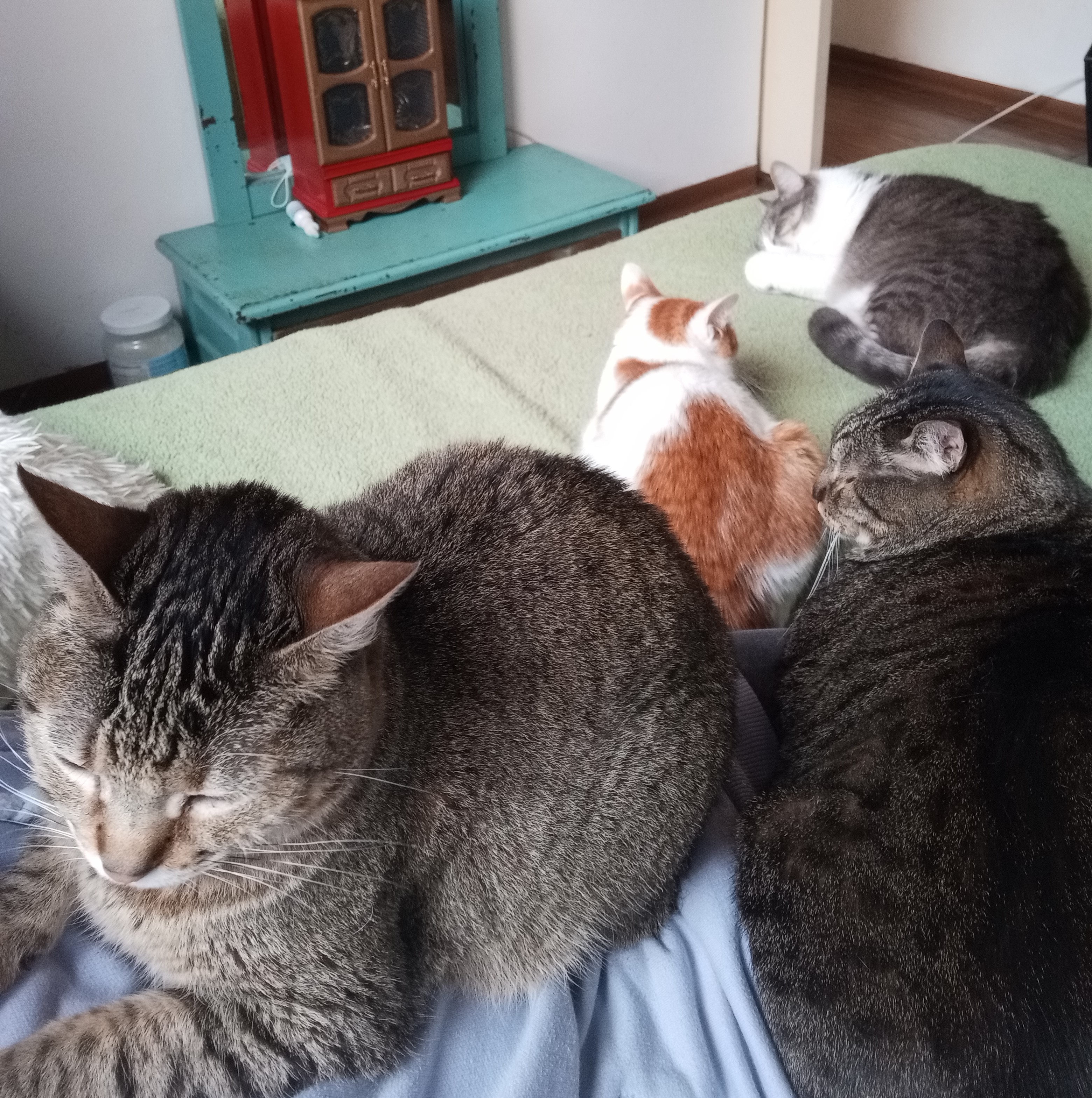 Gatos rescatados por Norma Peña