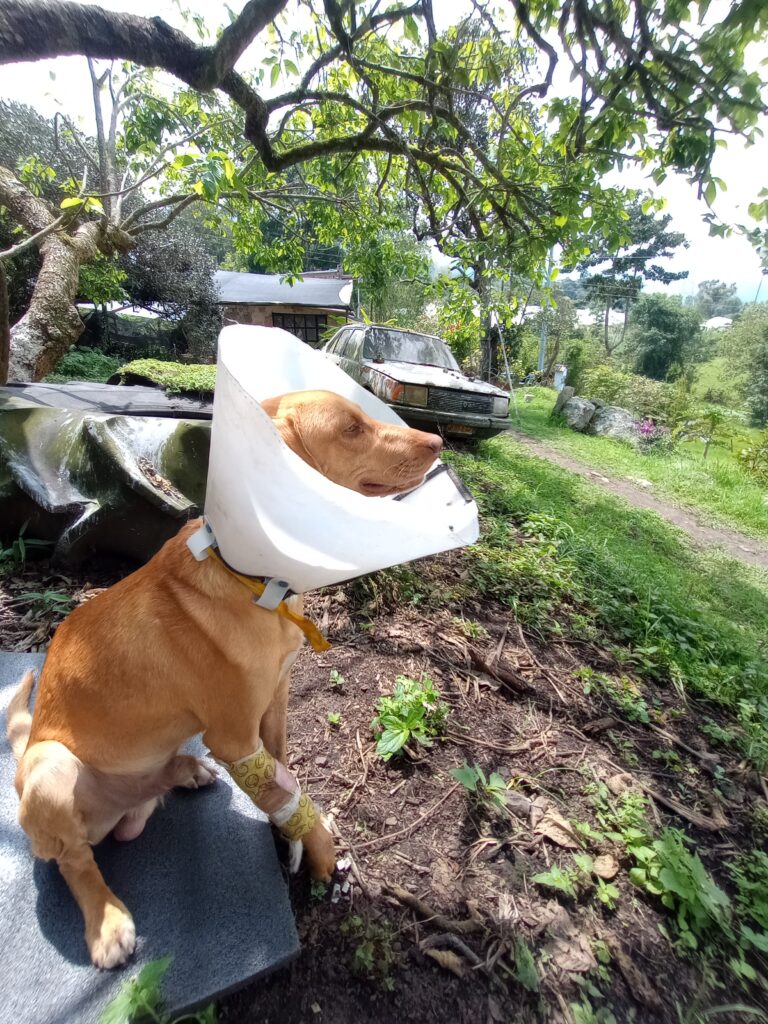 Momo, perrito rescatado