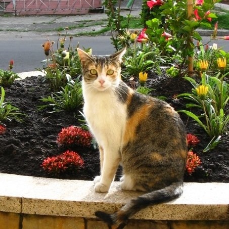 Mi gata Miau