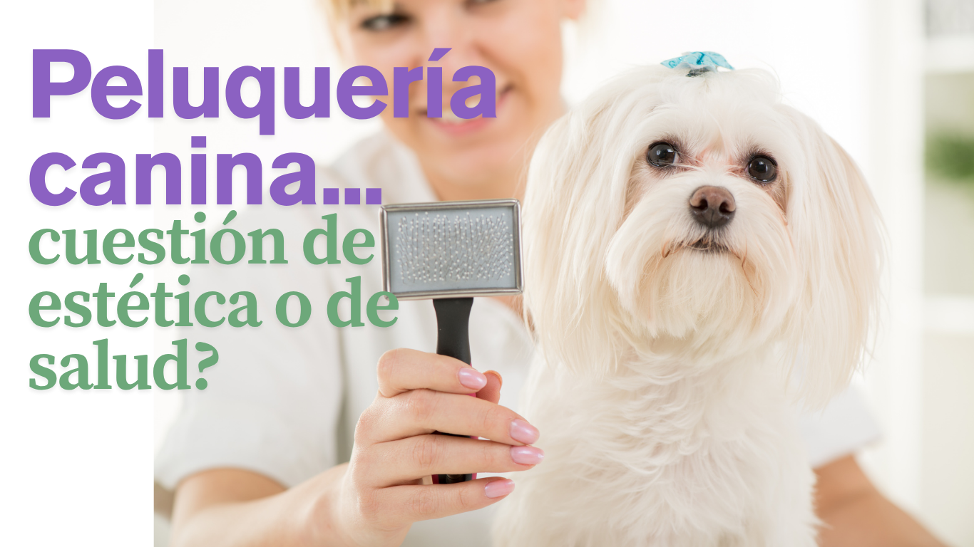 🐕✨Peluquería Canina: Más que Estética, ¡una Necesidad de Salud! 🏥