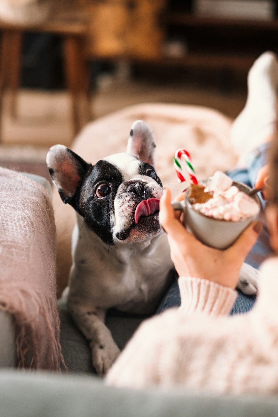 Snacks saludables para mascotas