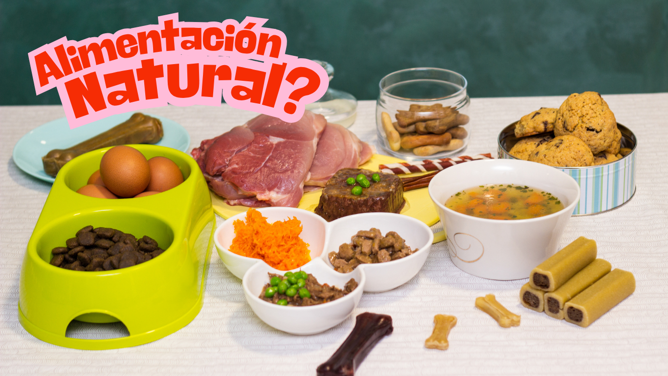 Alimentación Natural para Mascotas: ¿Revolución o Solo Marketing Peludo? 🐕🐱