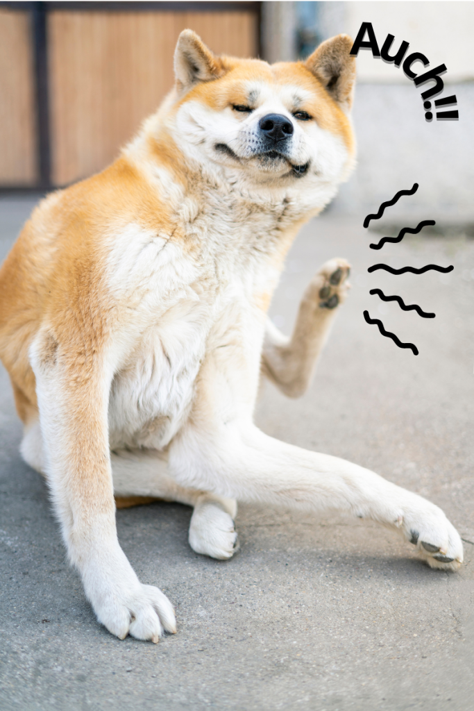 alergia en perros