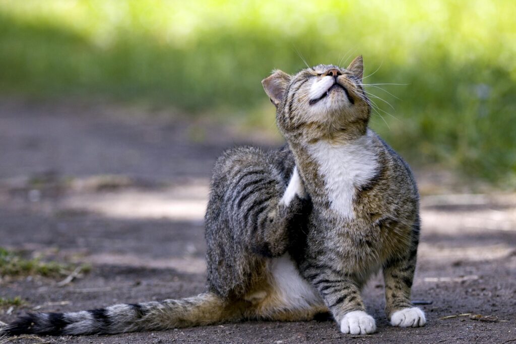 gato con alergia