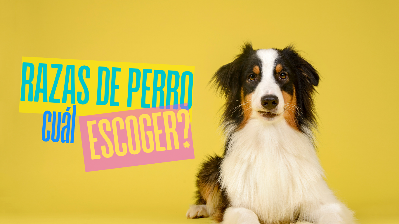 La Raza de mi Perro: Guía Definitiva para Elegir el Compañero Ideal 🐶