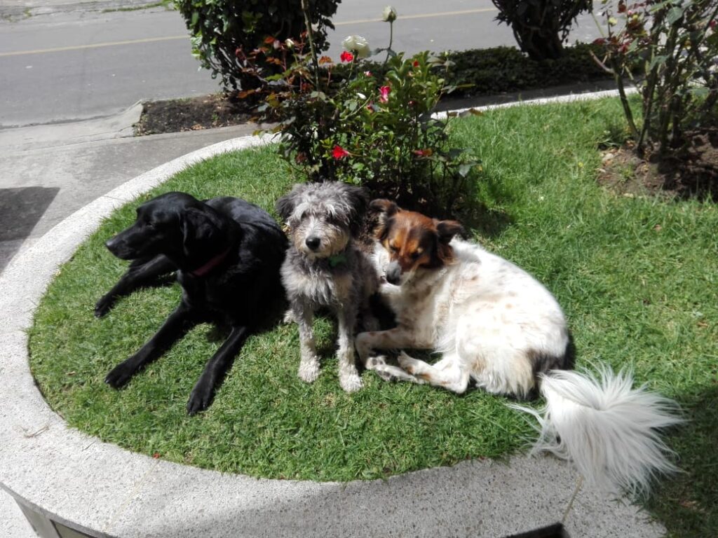 Mis mascotas sanas
