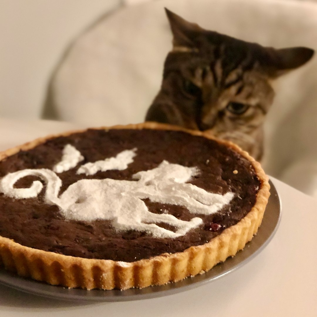 pasteleria inclusiva para gatos